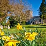 St Nicholas Daffodils